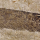 Found in Germany in 1861, this is the first fossil feather ever discovered.